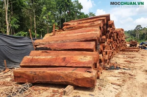 Gỗ Căm Xe có tốt không?