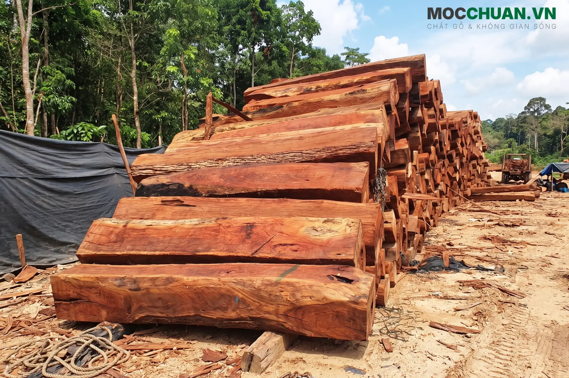 Gỗ Căm Xe có tốt không?